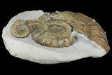 Fossil (Androgynoceras) Ammonite with Bite Mark - England #171246-6